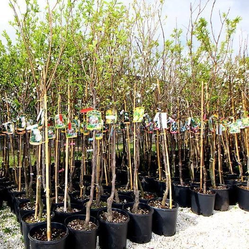 Dornener Prunus Oder Dorniger Pflaumenbaum, Obstpflanze Im 24Cm Cm Topf, Höhe 120-150 Cm