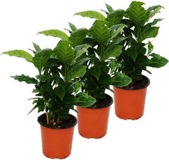 Exotenherz Kaffee Pflanze (Coffea Arabica) 3 Pflanze - Zimmerpflanze
