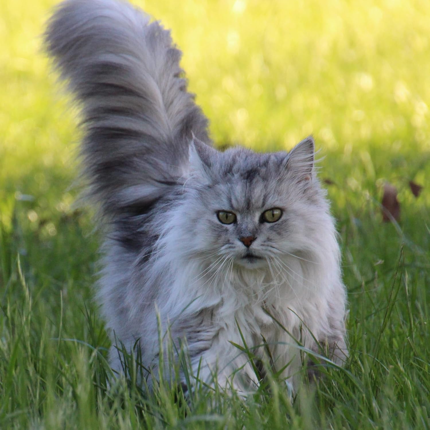 Premium Katzengras Samen Chrestensen Gartenkinder, Grassamen Schnellkeimend Mit Anleitung Für Kinder, 1 Dose Für Ca. 2-2,5 M² Katzengras Fertig Gewachsen, Natürliche Katzen Leckerlies Zu Hause