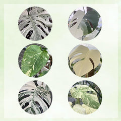 Monsterasamen Selten - Bodendecker Exotische Deko, Balkongewächshäuser Stauden Winterhart Mehrjährig, Garten 20Pcs
