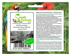 Stk - 10X Hechtia Montana Bromelie Garten Pflanzen - Samen ID577 -