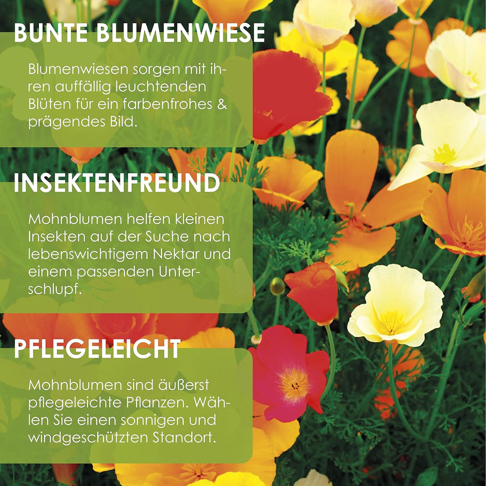 Kalifornischer Mohn-Mix (Eschscholzia californica) – Wunderschön blühender Mohn mit langer Blütezeit für eine bunte Blumenwiese (Kalifornischer Mohn)