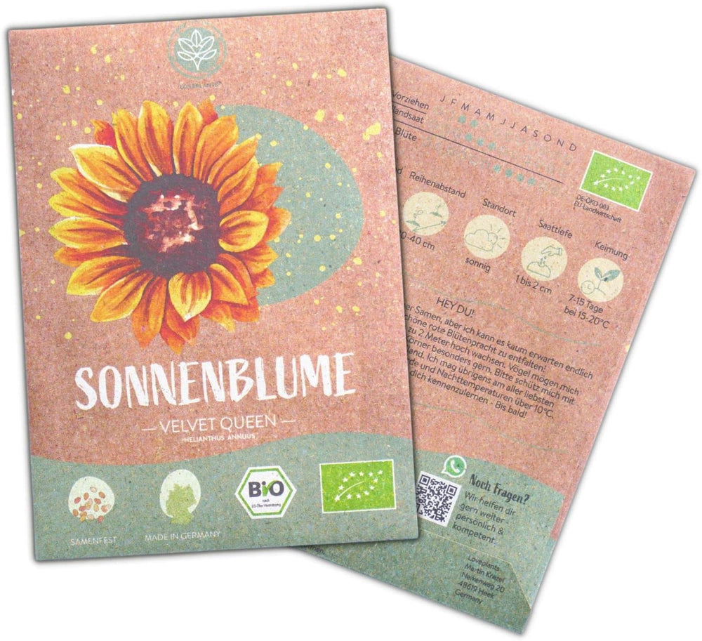 Bio-Sonnenblumenkerne, verzweigt, 20 Sonnenblumenkerne mit hoher Keimrate, Sonnenblumenkerne für den Garten, Balkon, Blumenbeet oder Gastgeschenk. Frei bestäubte Blumensamen.