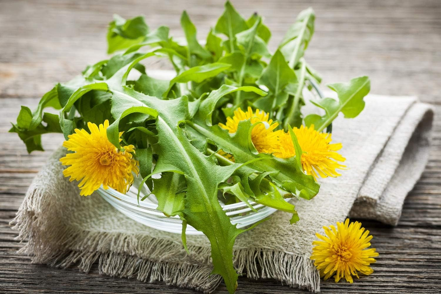 SAFLAX - BIO - Löwenzahn - 400 Samen - Taraxacum officinale