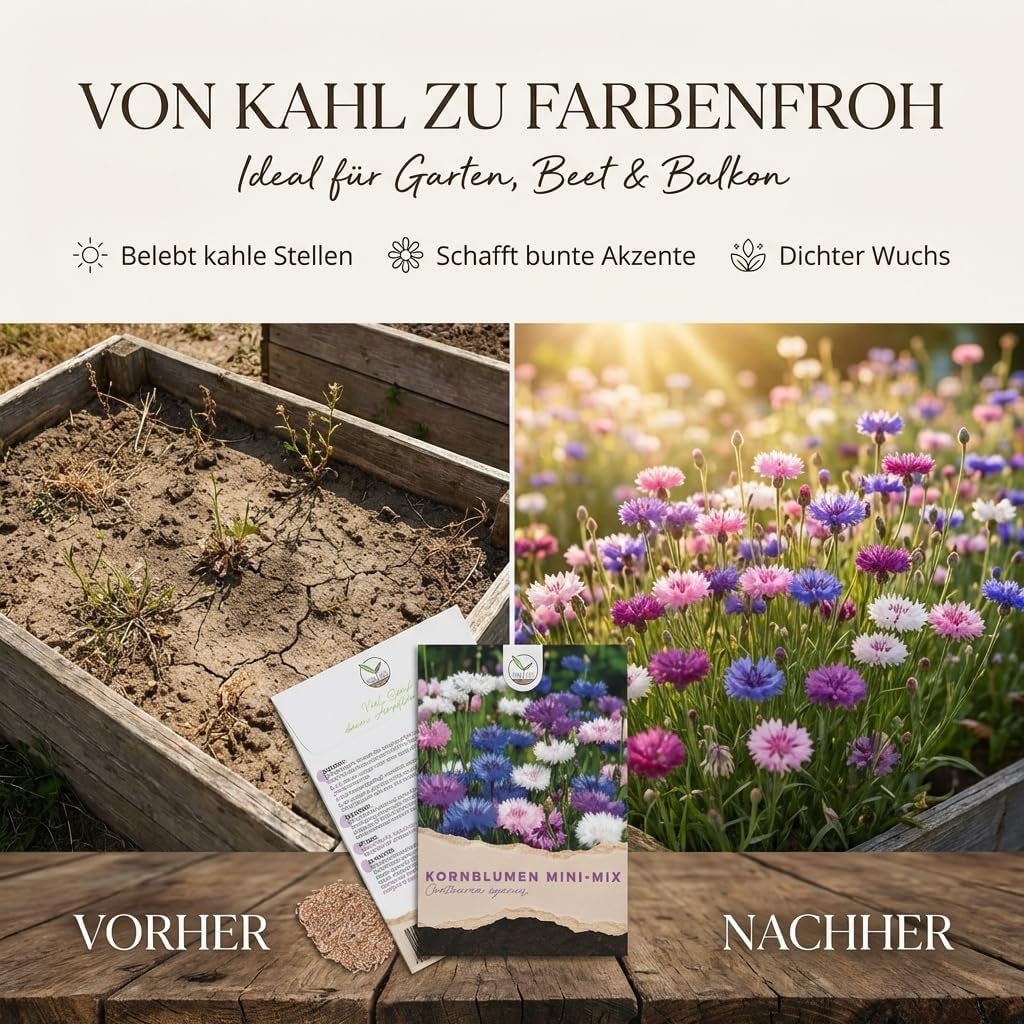 Kornblumen Samen (Centaurea Cyanus) - Wunderschön Leuchtende Blumen Mit Langer Blütezeit, Kleinwüchsig - Ideal Für Den Balkonkasten (Mini Mix, 1000 Korn, 50 Cm)