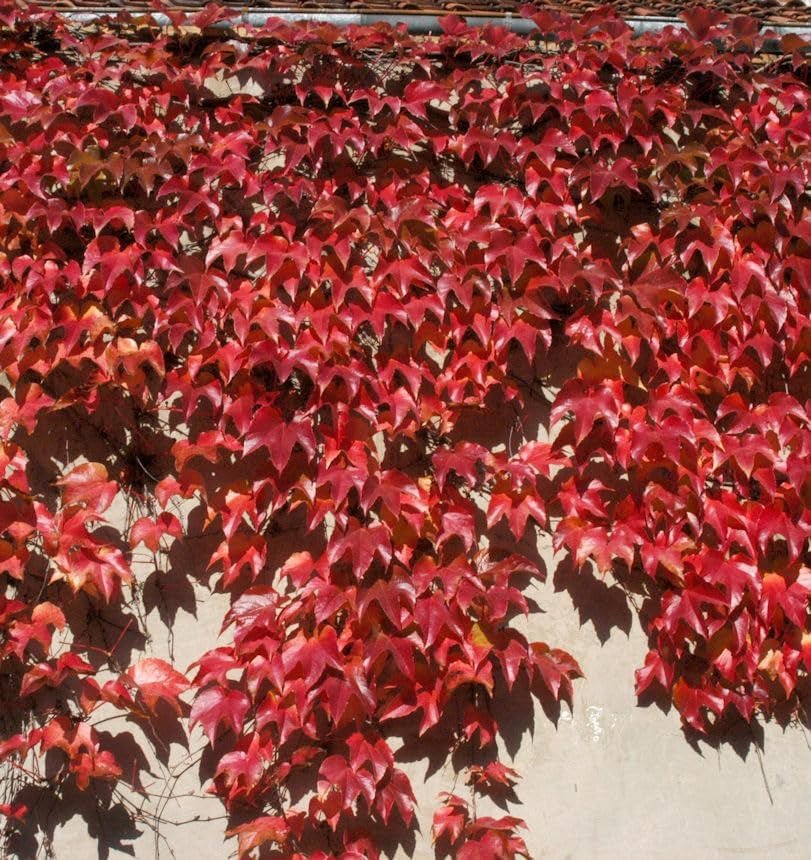 Chinesische Jungfernrebe 40-60Cm - Parthenocissus Henryana - Lebende Gartenpflanze Aus Den n