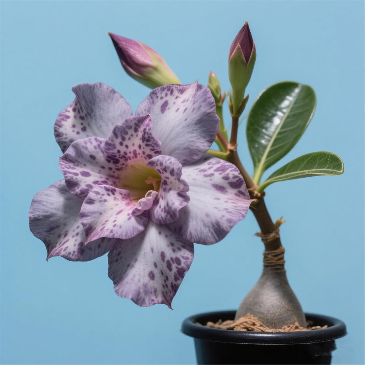 Winterhart pflanzen, Lebende Pflanzen,Mehrjährige Blumenzwiebel ist winterhart, Mysteriöse magische Glühbirne, Blumenzwiebel Mix，3 Jahre-1 Wüstenrose knollen -G