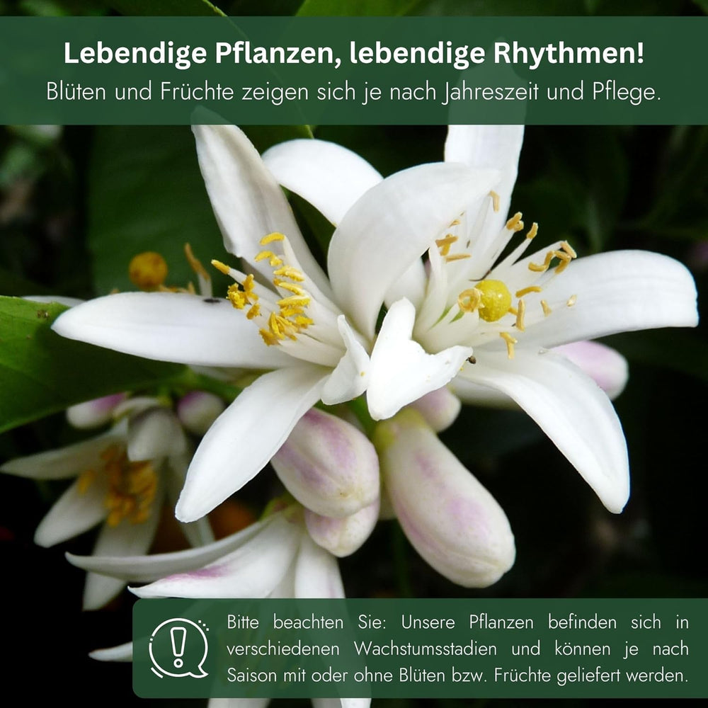 Orange von My Oranjeria – echte Orange – Zitruspflanze – Citrus sinensis – Orange – veredelte Orange für Gärtner (Mezzo [M])