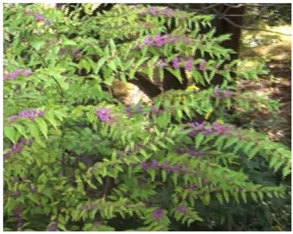 Stk - 10X Callicarpa Dichotoma Purpur Schönfrucht Garten Pflanzen - Samen B197 -