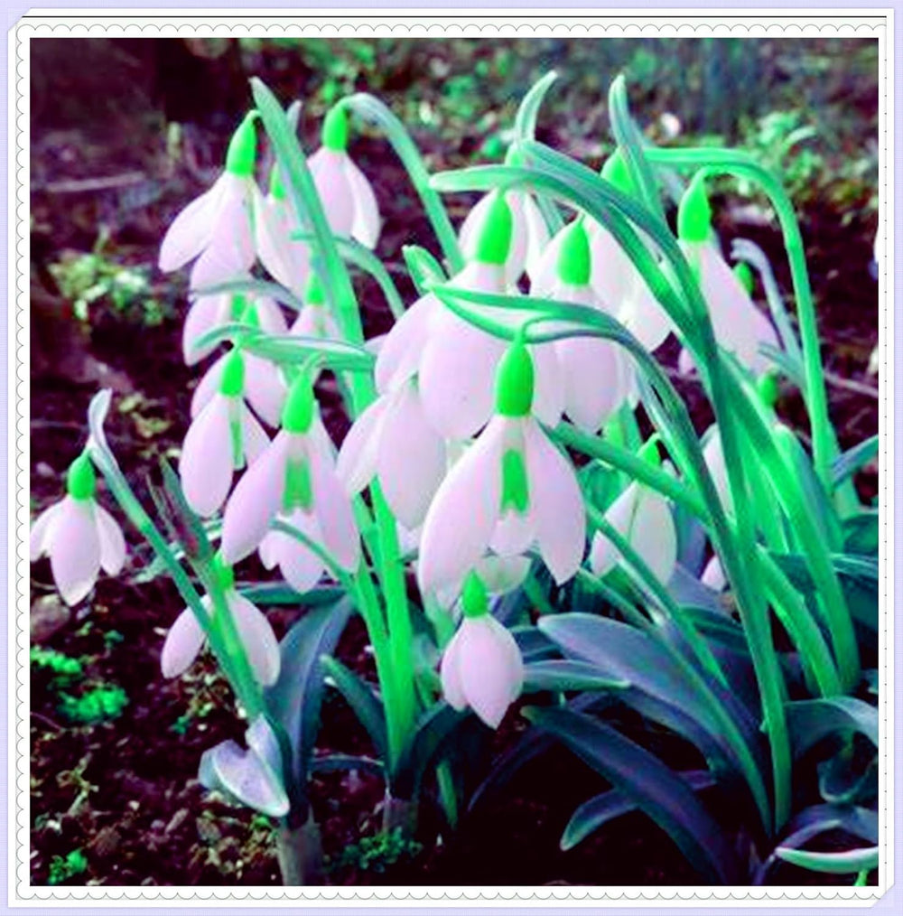 Blumenzwiebelmischung, Mystery Magic-Zwiebel, winterharte Pflanzung, winterharte mehrjährige Blumenzwiebel, winterharte Blumenzwiebeln – 3 Orchideenzwiebeln