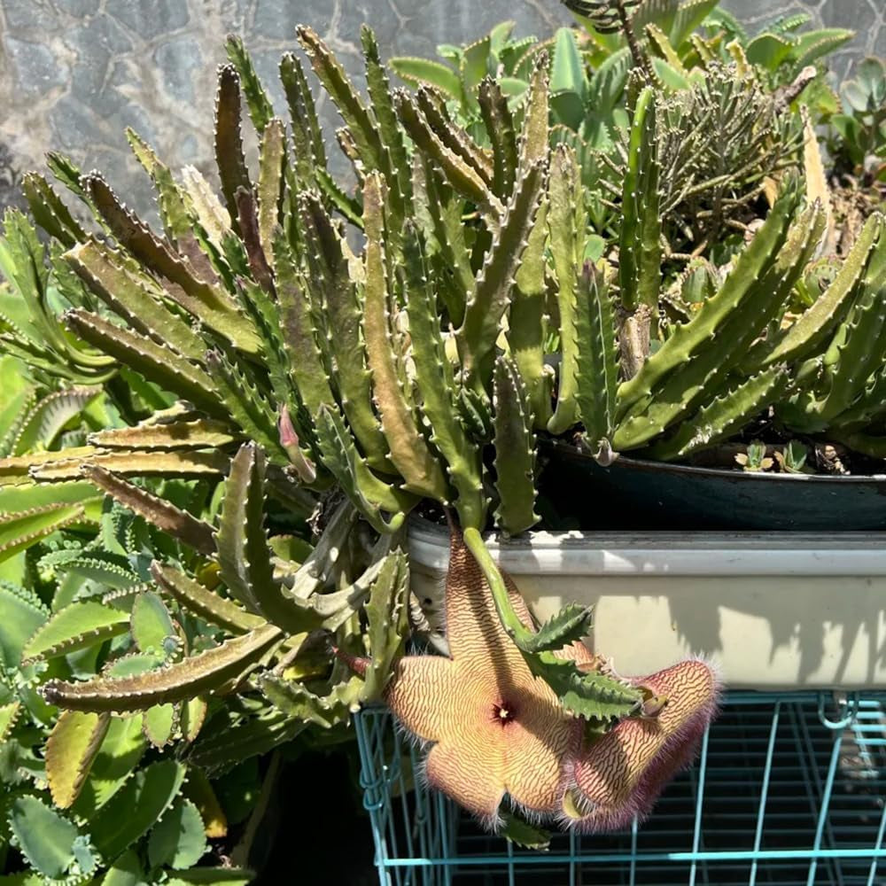 Stapelia - Balkonpflanzen Seltene Sukkulenten Grünpflanzen Zimmerpflanzen Balkongewächshäuser Für Sonnige Plätze Kräuterpflanzen Dekopflanzen Wohnzimmer Deko Bio Exotische Alte 15Samen