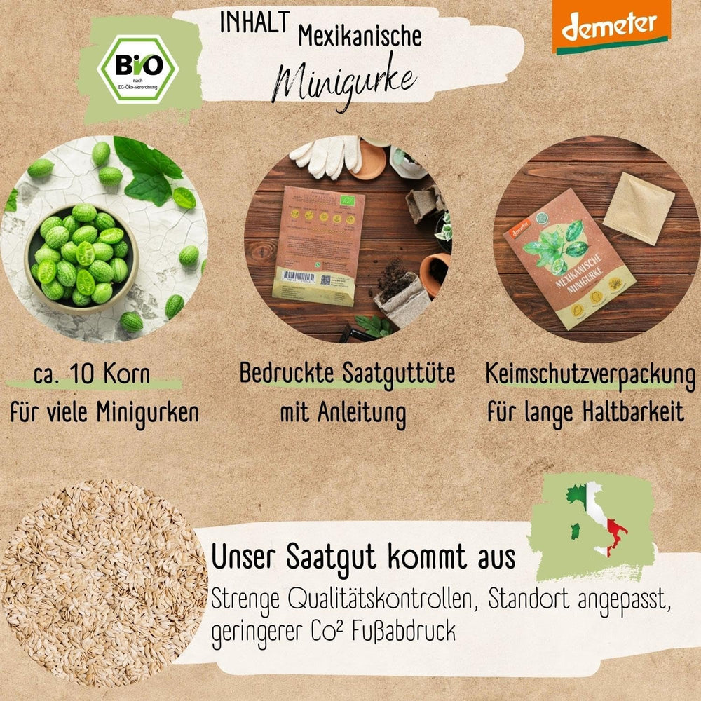 Semințe de castraveți mini mexicani organici, 10 semințe de castraveți gustare, rată mare de germinare, certificate Demeter și polenizate deschis | Semințe de legume de la LOVEPLANTS, pentru balcon, grădină, strat înălțat – Soiuri de legume Heirloom