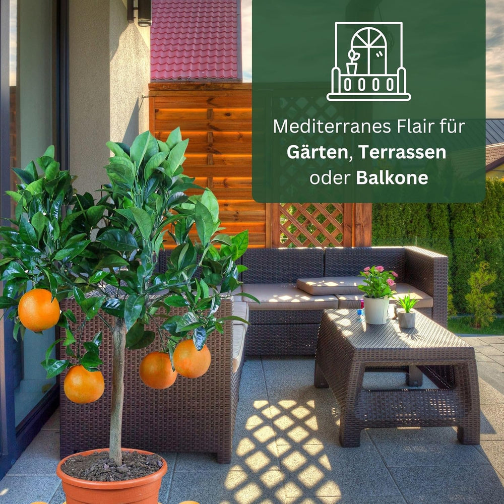 Orange von My Oranjeria – echte Orange – Zitruspflanze – Citrus sinensis – Orange – veredelte Orange für Gärtner (Mezzo [M])