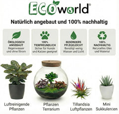 Vdvelde.Com - Tillandsia Spray - • Pflege Für Luftpflanzen • 3 X 125 Ml • in Praktischer Sprühflasche