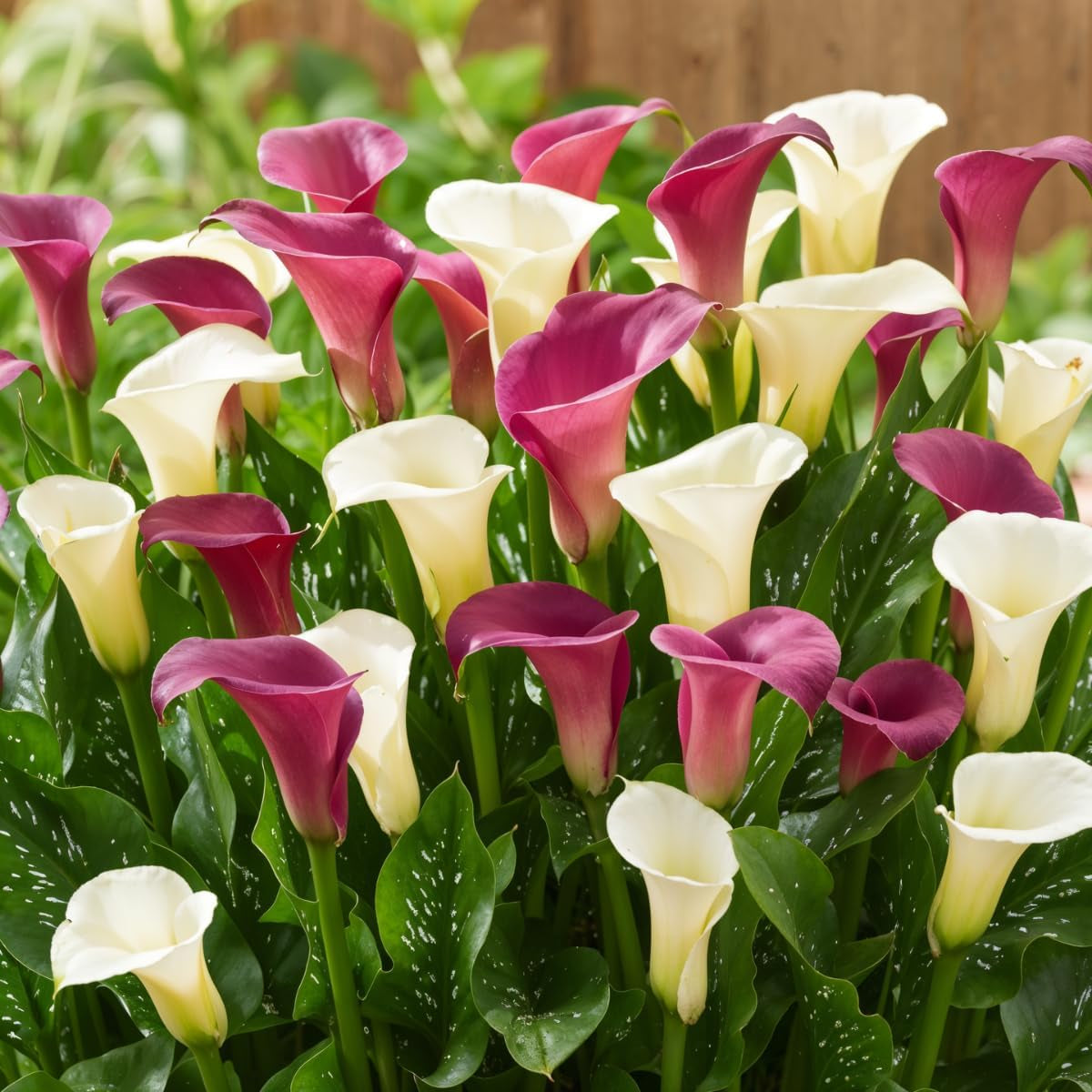 Calla-Zwiebeln, winterhart, mehrjährig – Zantedeschia Orange Passion (Orange) – 5 große Blumenzwiebeln – echte Holland-Pflanzen – für Garten und Töpfe (keine Samen, nicht künstlich)