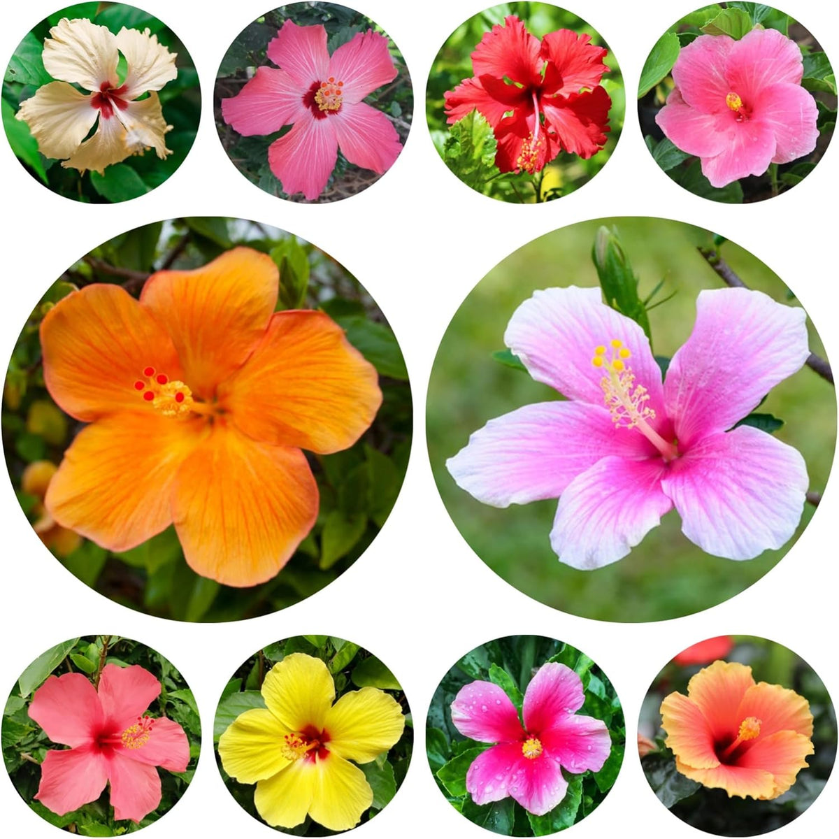 Hibiskus - Balkon Winterhart Mehrjährig, Steingarten Hochbeet, 500Samen