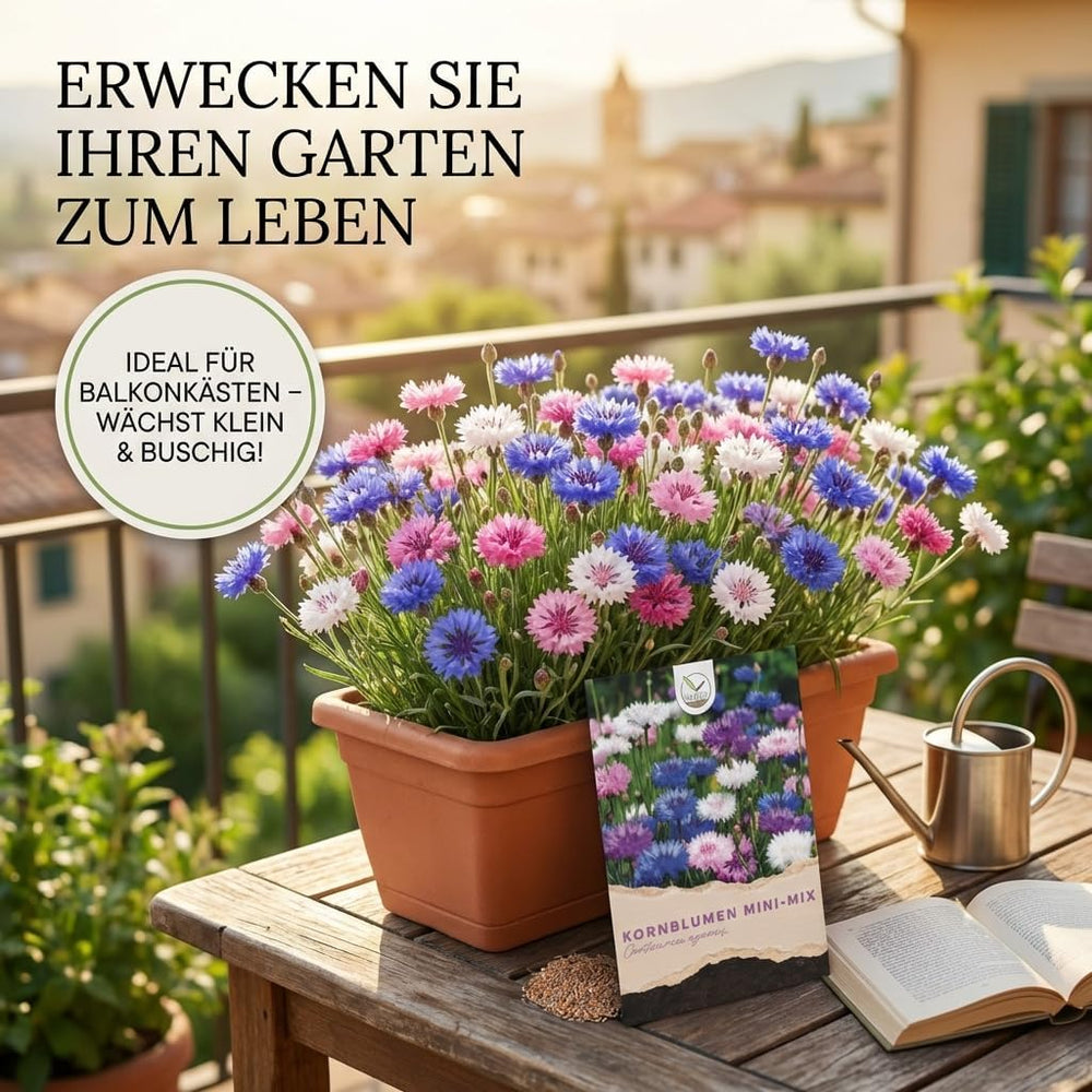 Kornblumen Samen (Centaurea Cyanus) - Wunderschön Leuchtende Blumen Mit Langer Blütezeit, Kleinwüchsig - Ideal Für Den Balkonkasten (Mini Mix, 1000 Korn, 50 Cm)