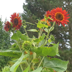 Geschenkset für den Pflanzenanbau – Sunflower Sunset, einschließlich Töpfen, Substrat und Anbauanleitung
