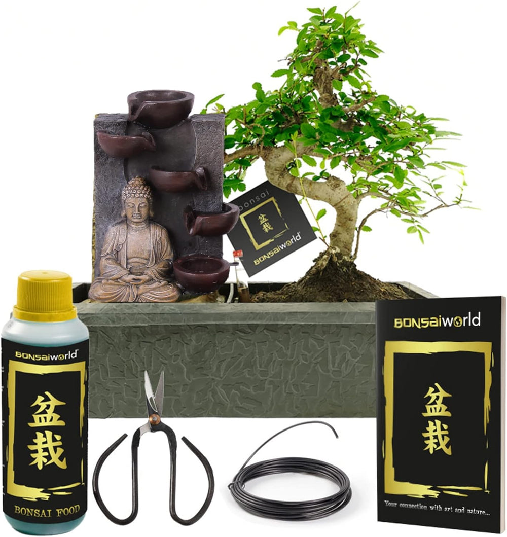 Vdvelde.Com - Bonsai-Starter-Set Buddha-Wasserfall - • Buddha-Wasserfall-Set Mit Netzstromanschluss • 30 X 13 Cm ↥ Ca. 30 Cm • Inkl. Pflegeleichtem Wassersystem + Pflegeset