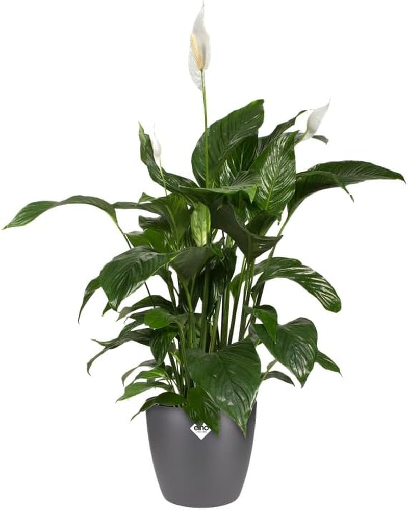 elho Brussels Round 18 - Ghiveci de flori de interior - Ø 18,3 x H 16,8 cm - Negru/Antracit