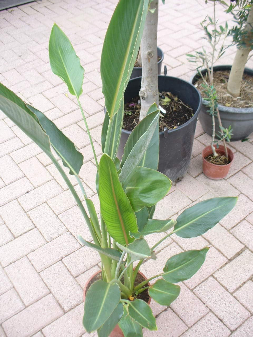 Paradiesvogelblume, Strelitziengewächs, Strelitzia Reginae Im Topf 65-80 Cm, Strelizie Pflanze