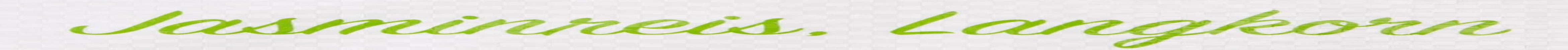 RICEFIELD Duftreis, Langkorn, 1 Packung (1 x 18 kg)