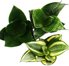 Exotenherz - Sansevieria Trifaciata Hahnii - 3 Versch. Pflanzen Im 5,5Cm Topf - Bogenhanf, Schwiegermutterzunge