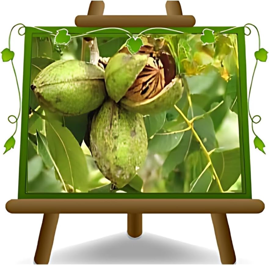 Pekannuss Kiowa Uralte Frucht Obstbäume Höhe: 180 Cm Alter: 4 Jahre Vase: Durchmesser 25×28 Cm