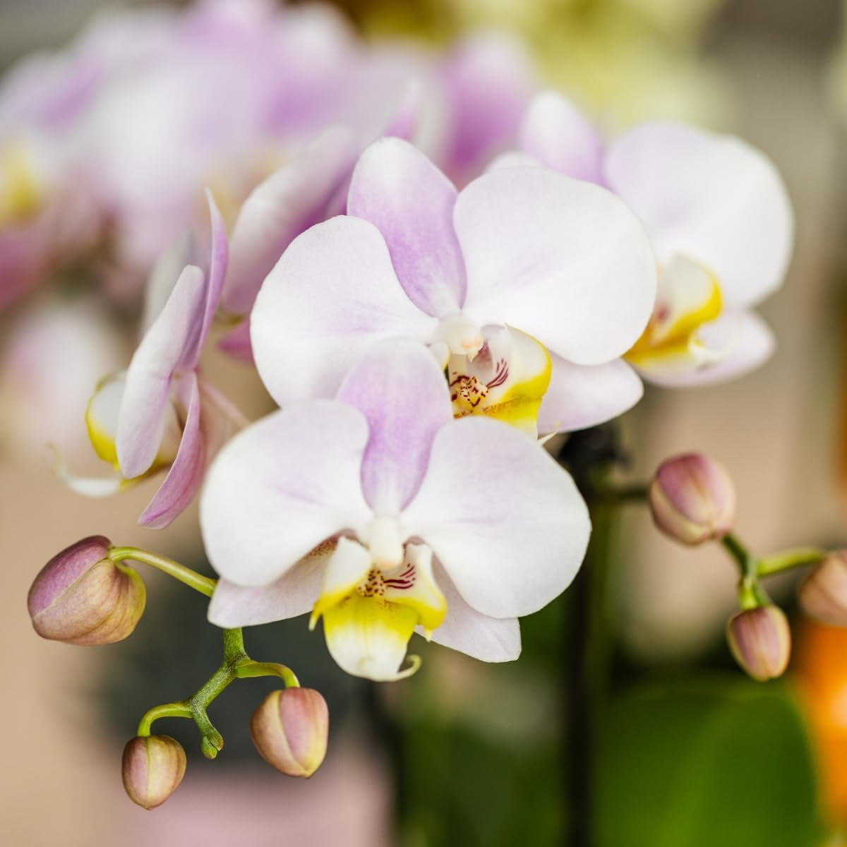 Kolibri Orchids | Rosa Phalaenopsis Orchidee - Portugal - Topfgröße Ø9Cm | Blühende Zimmerpflanze - Frisch Vom Züchter