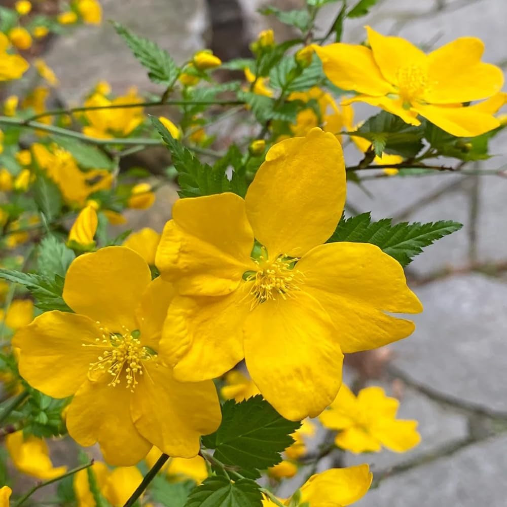 Ranunkelstrauch, Geschenke Für Gärtner Steingartenpflanzen Stauden Winterhart Mehrjährig Herbstblumen Balkon Gewächshäuser 55Samen