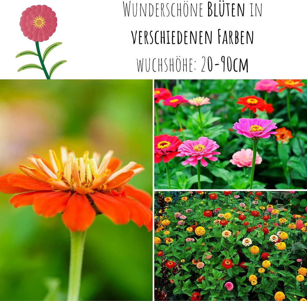 Zinnien-Samenmischung (Zinnia) – Bunte Sommerblumen für Gartenbeet, Balkon, Terrasse und als Schnittblumen in Vasen