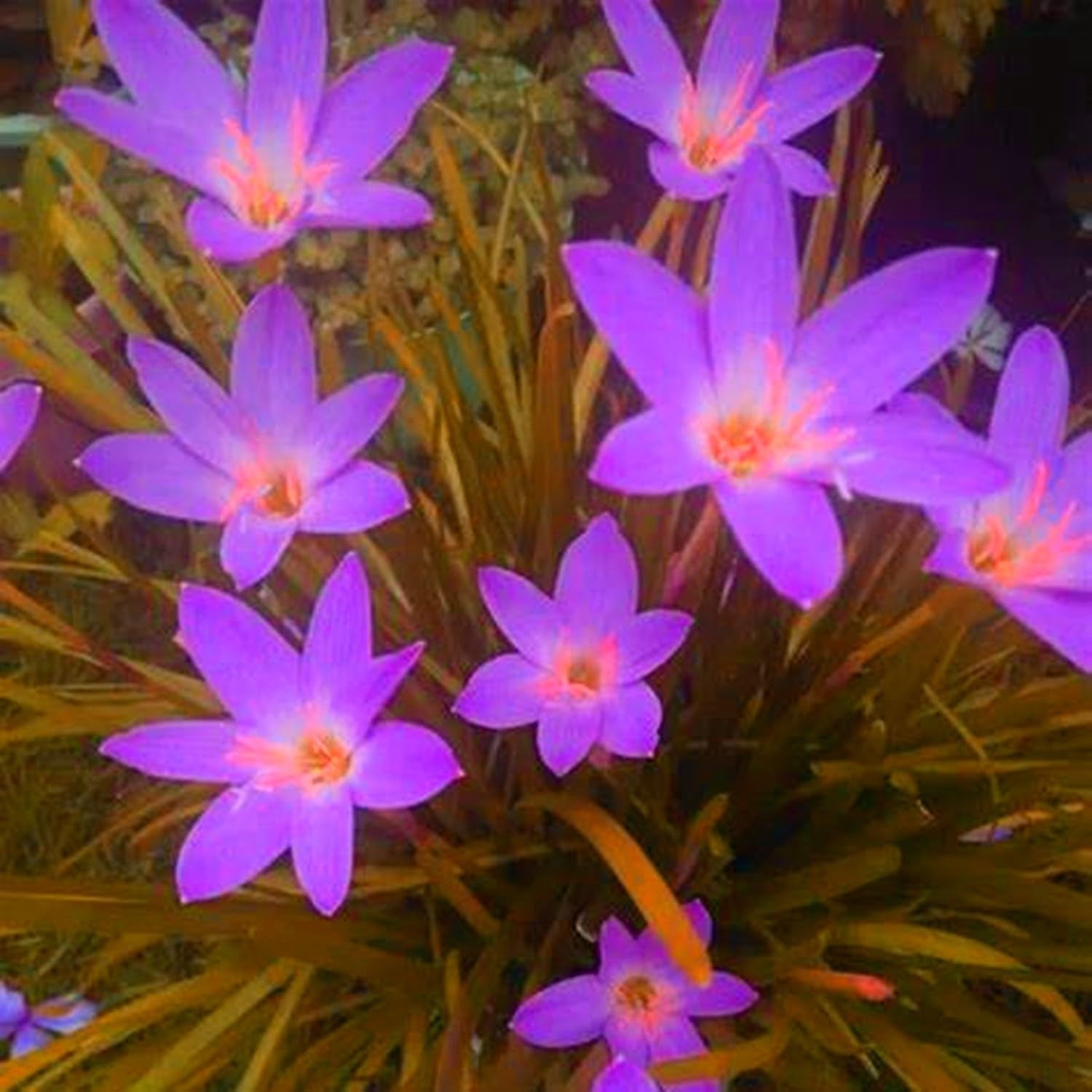 Blumenzwiebelmischung, Mystery Magic-Zwiebel, winterharte Pflanzung, winterharte mehrjährige Blumenzwiebel, winterharte Blumenzwiebeln – 3 Orchideenzwiebeln