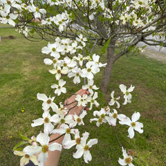 Cornus Kousa, Gartenpflanzen Hartriegel, Garten Blühende Sträucher Winterhart Wildblumensamen Mehrjährig 200Samen