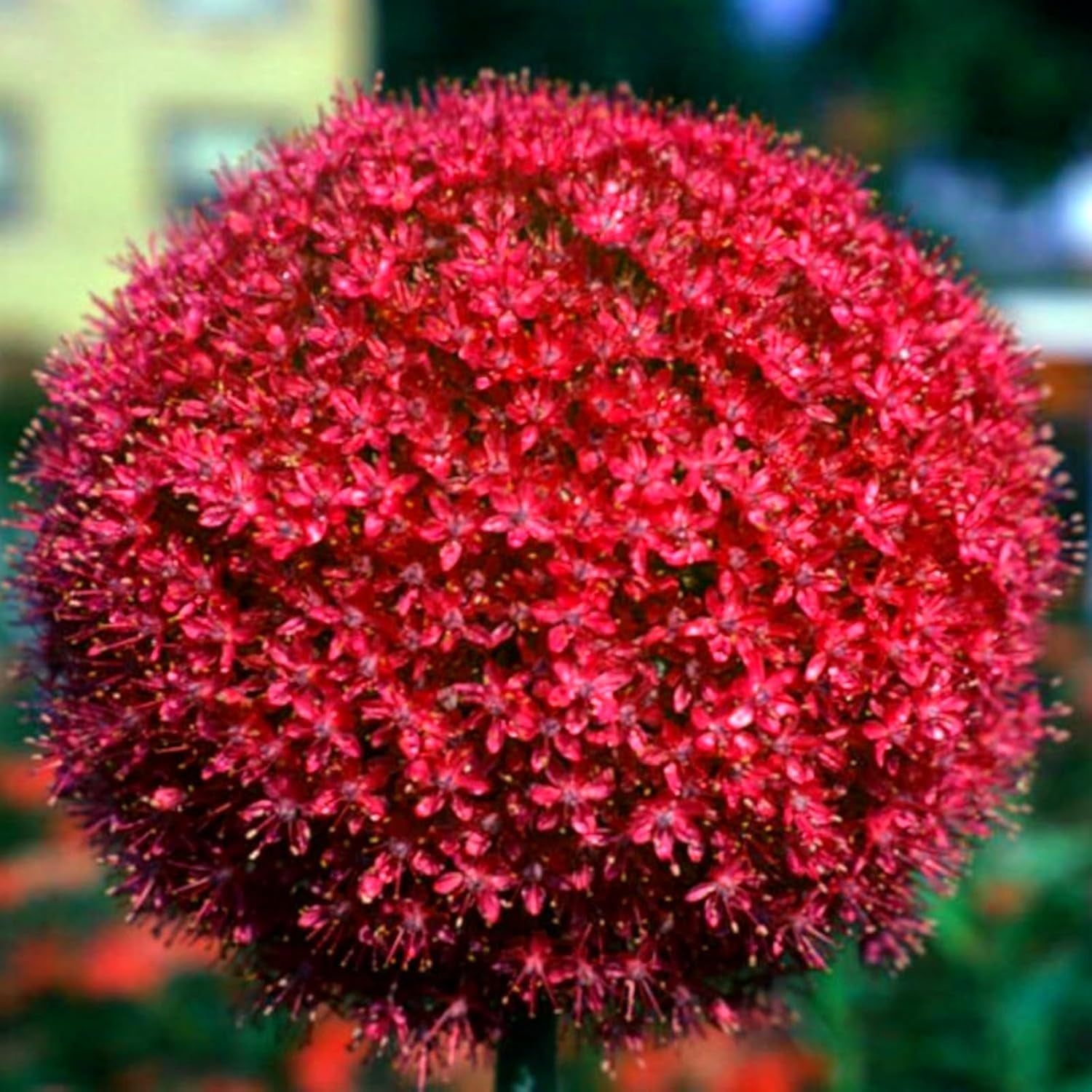 Lebende Pflanzen,Mehrjährige Blumenzwiebel ist winterhart, Winterhart pflanzen, Mysteriöse magische Glühbirne, Blumenzwiebel Mix-4 Oxalis Triangularis Blumenzwiebeln