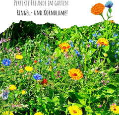 Ringelblumensamen (Calendula officinalis) – Vielseitige Heilpflanze mit essbaren Blüten und ideal für eine bunte Blumenwiese (Abendrot)