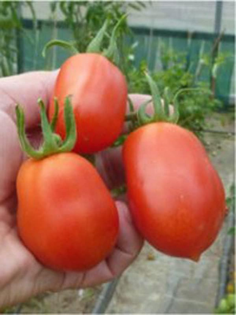 Ukrainische Rote Buschtomate (Solanum Lycopersicum) Eierförmig10 Samen