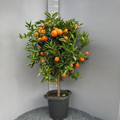 SAVINI VIVAI Clementinenpflanze, Gewöhnlicher Clementinen-Zitrusbaum Im 20 Cm Topf, Höhe 70 Cm, 2-3 Jahre Veredelung, Hergestellt in Italien