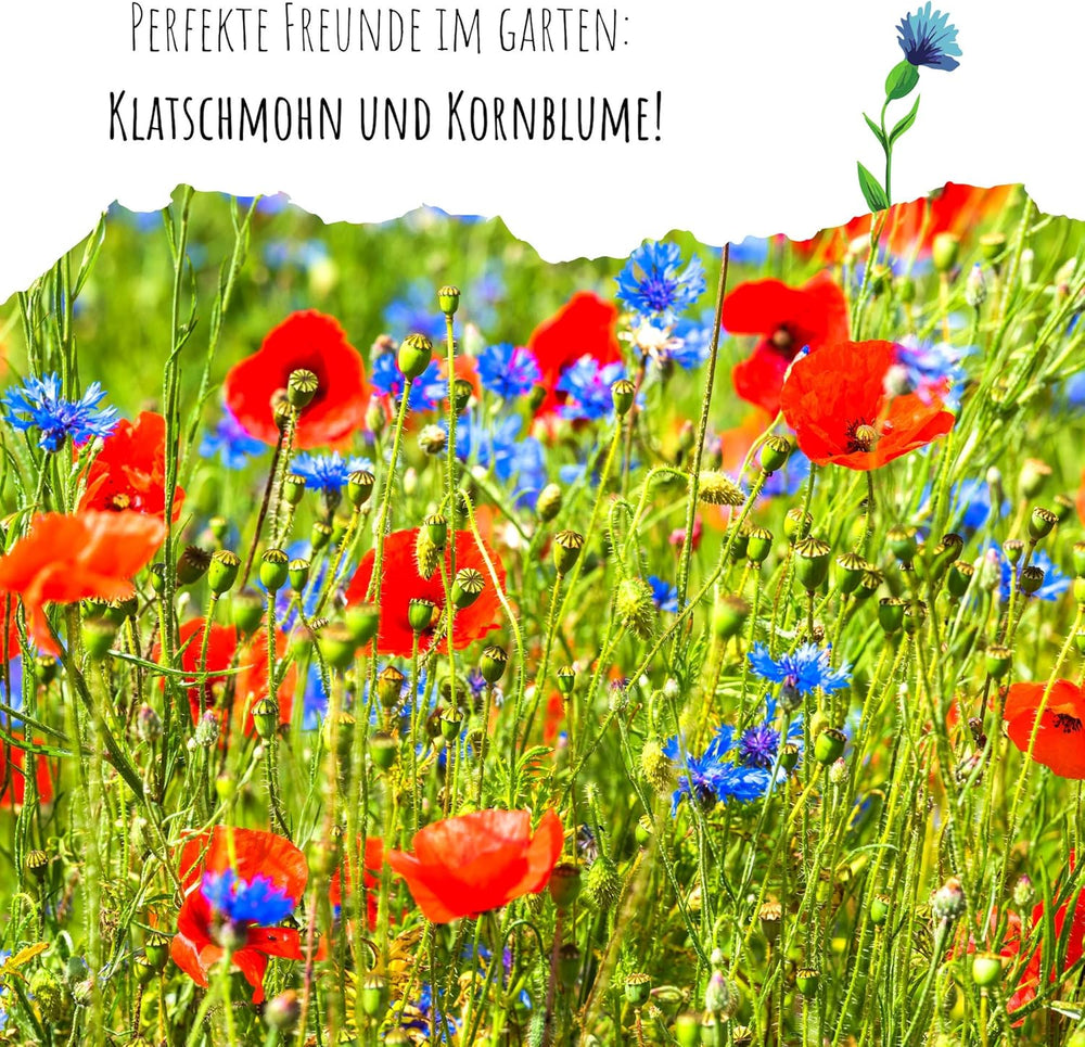 Centaurea cyanus Samen – Wunderschöne und lebendige Blüten mit langer Blütezeit für eine bunte Blumenwiese (Mischung, 1000 Samen, 80 cm)