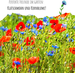 Centaurea cyanus Samen – Wunderschöne und lebendige Blüten mit langer Blütezeit für eine bunte Blumenwiese (Mischung, 1000 Samen, 80 cm)