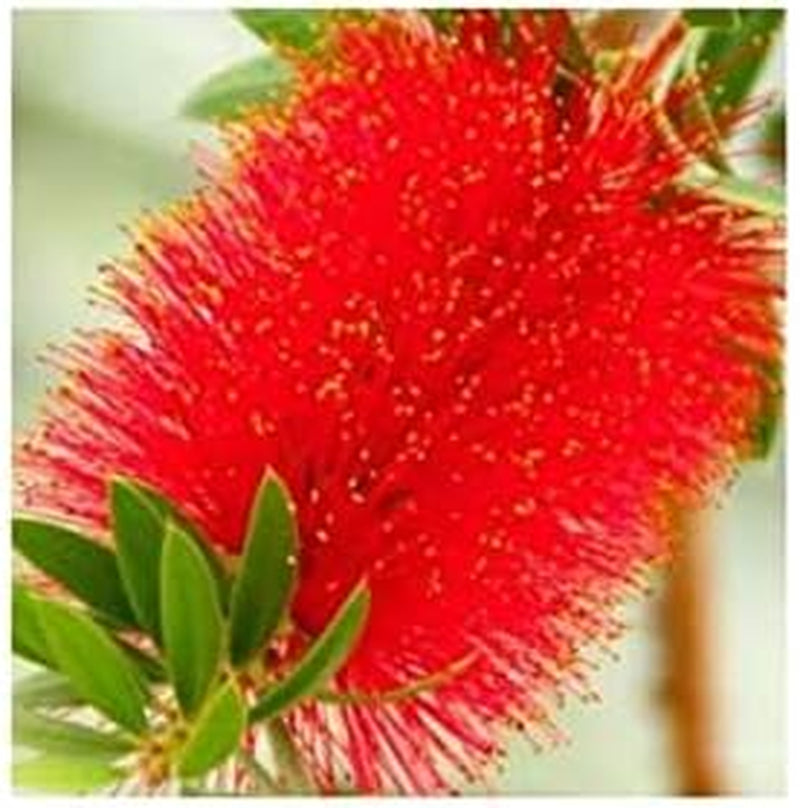 Stk - 30X Kunzea Baxteri Strauch Garten Pflanzen - Samen ID1399 -