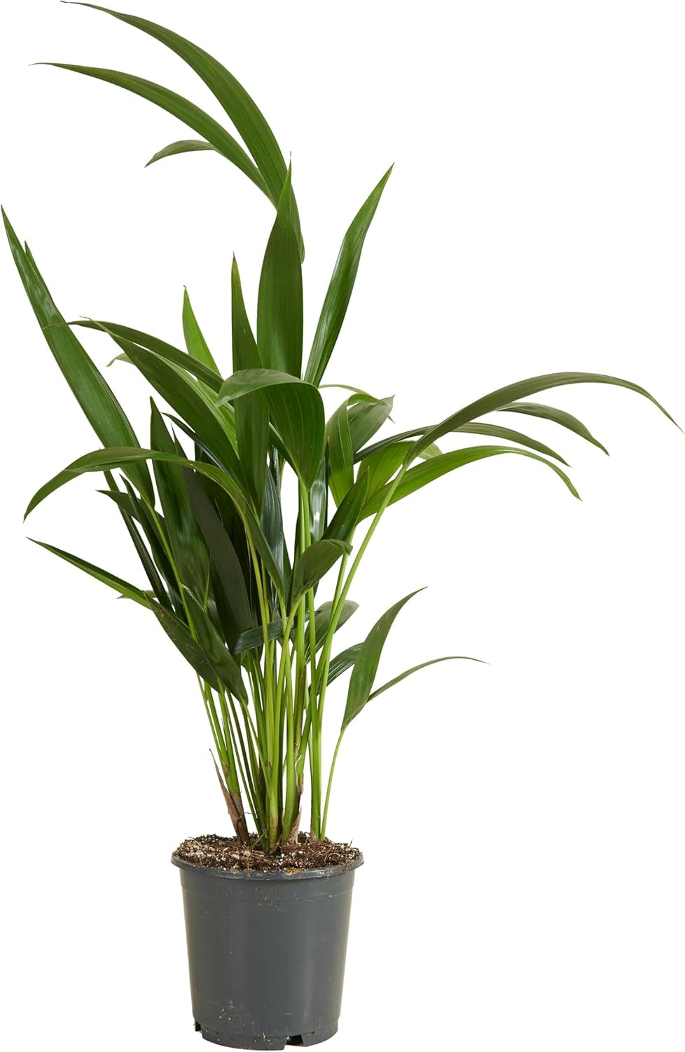 Bloomique - Howea Forsteriana - Kentia Palme - Zimmerpflanzen - Pflegeleicht - Haustierfreundlich - Höhe 90-100 Cm - Mit Rotan Korb 19 Cm
