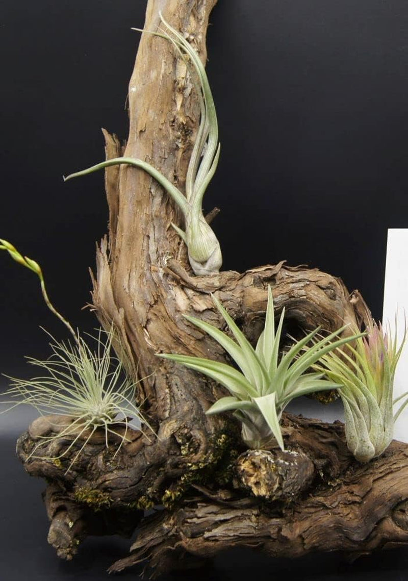Tillandsien 4Er-Mix, Tillandsia, Bromeliengewächs