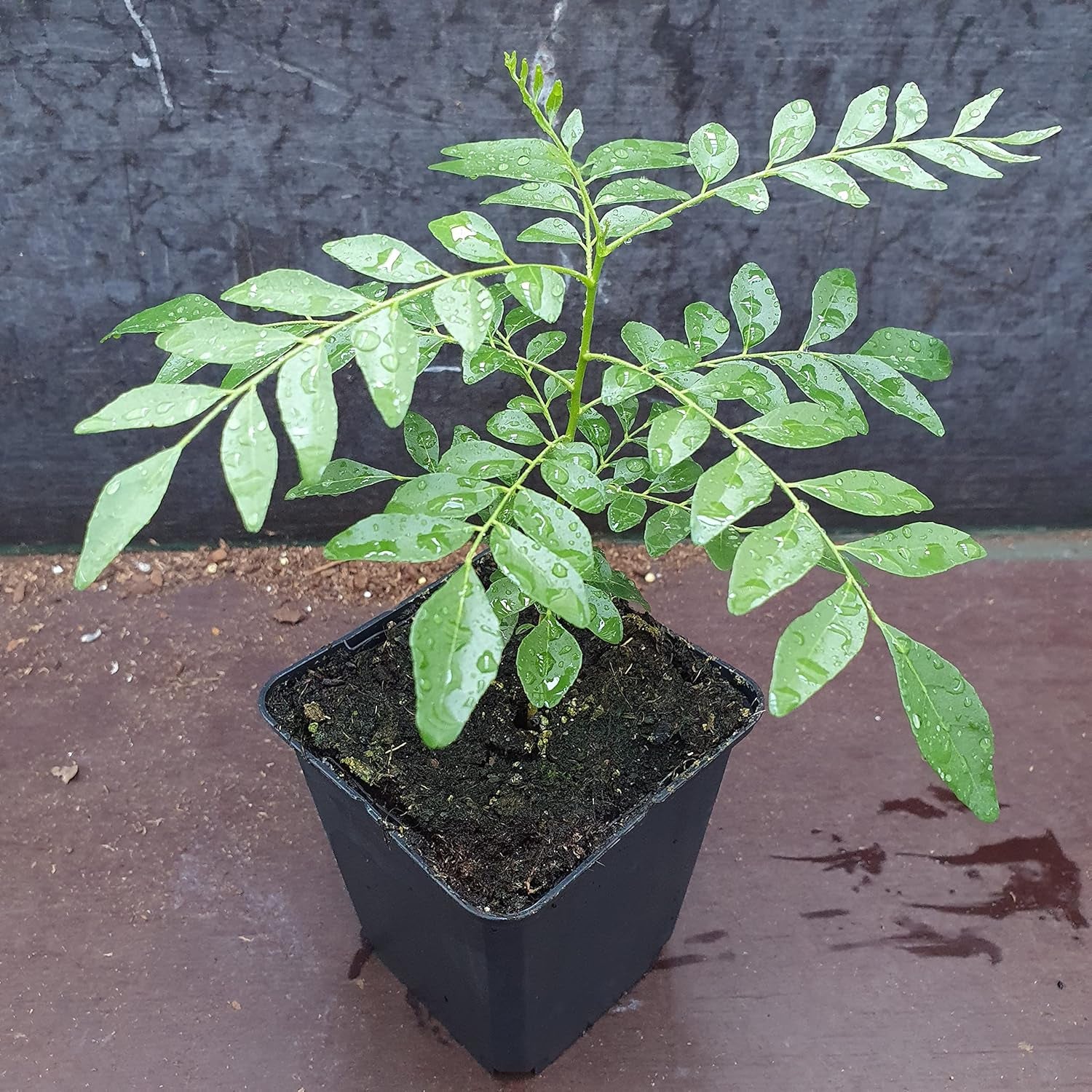 1 Curryblatt Baum | Murraya Koenigii | Aus Samen gezogen | Selten in der EU | Indische & srilankische Zimmerpflanze | 10-15cm Höhe im 7cm Topf | Currypflanzen | Bergera Koenigii