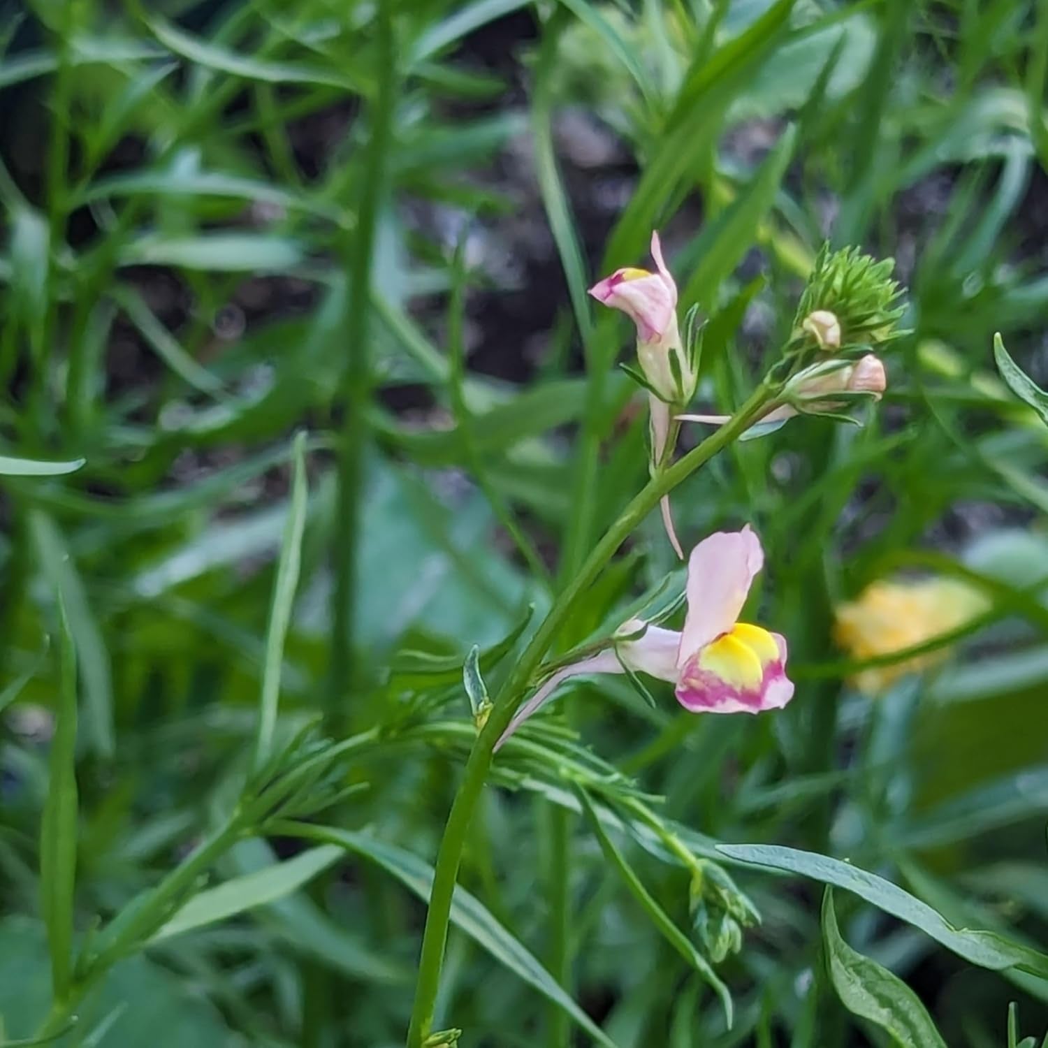Marokkanischer Flachs (Linaria maroccana) ca. 2000 Samen der einjährigen Sommerblume, langblühende Schnittblume
