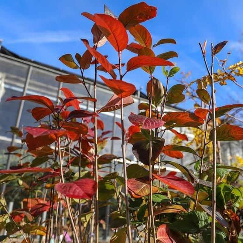 Aronia Melanocarpa Schwarz Obstpflanze Auf Topf Von 20 - Baum Max. 100-120 Cm - 2 Jahre