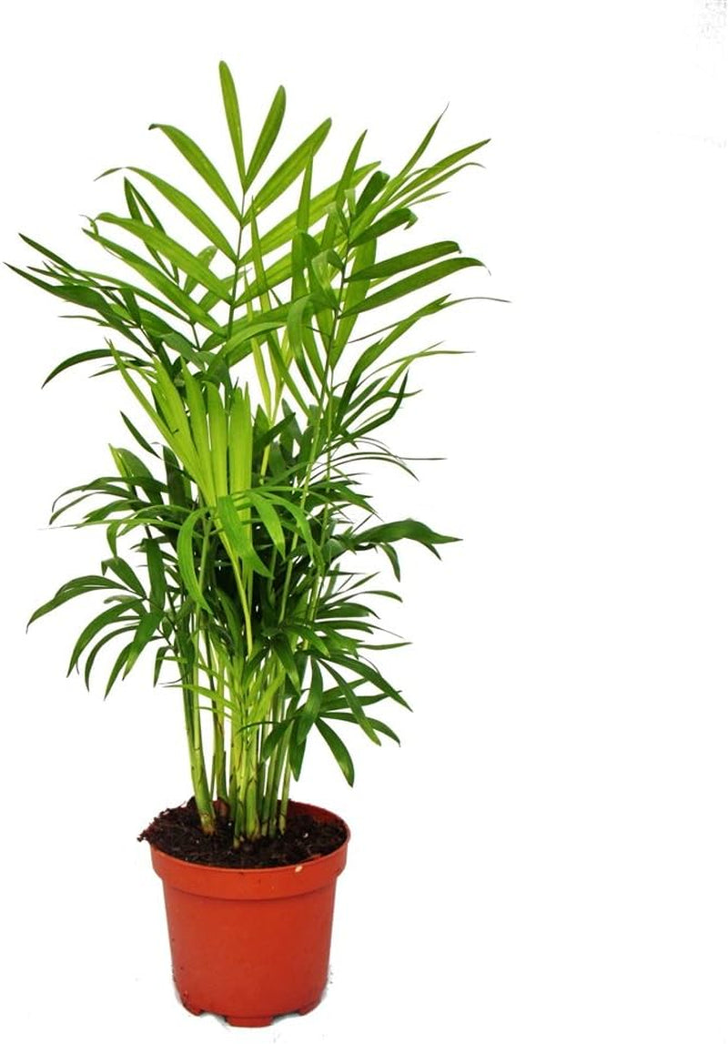 Exotenherz Chamaedorea Elegans - Bergpalme - 3 Pflanzen 12Cm Topf
