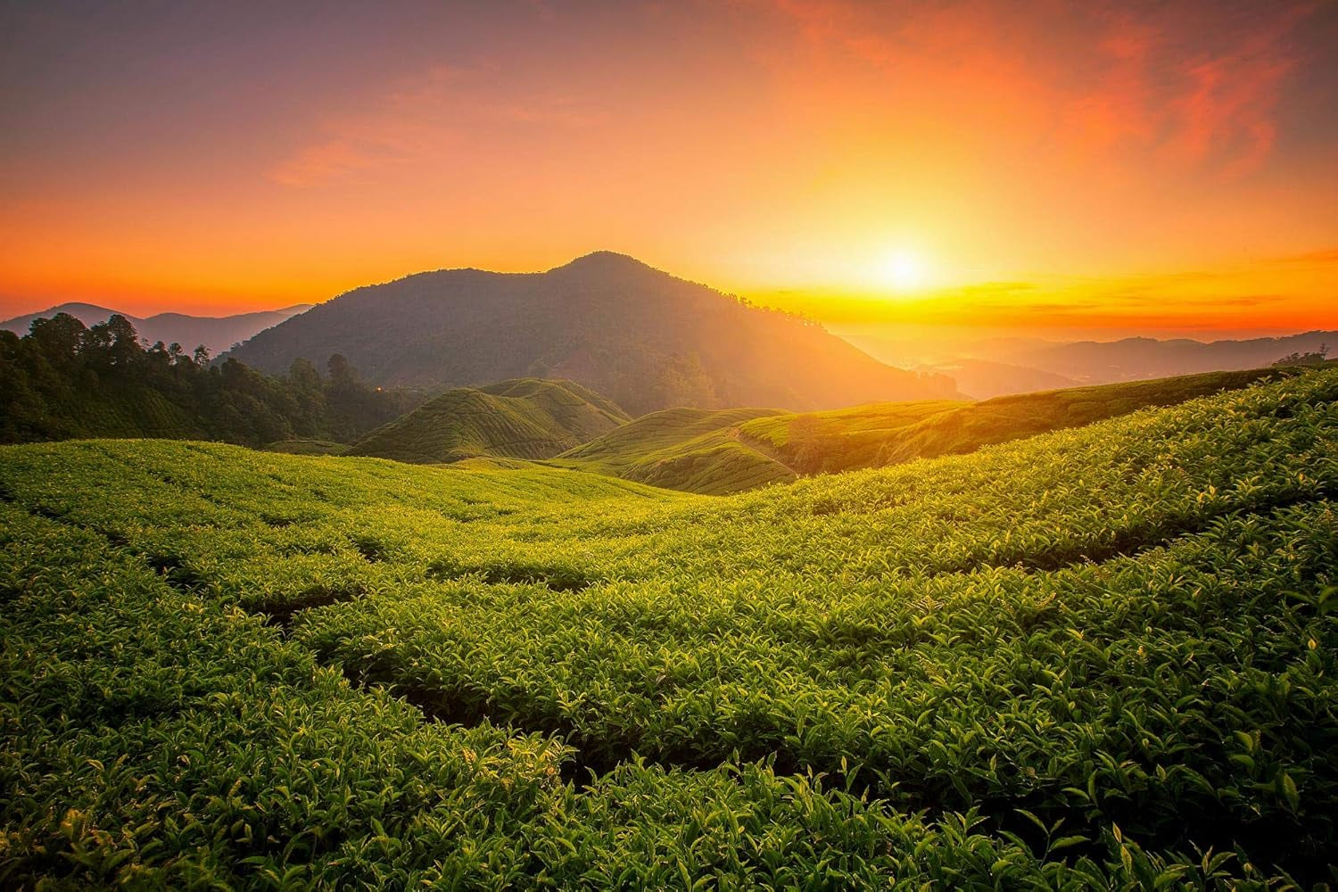 Ceai Oolong Tie Guan Yin din Anxi, China | Recolta 2025 | Ceai Oolong chinezesc de înaltă calitate | Ceai chinezesc premium din plantații tradiționale 100 g