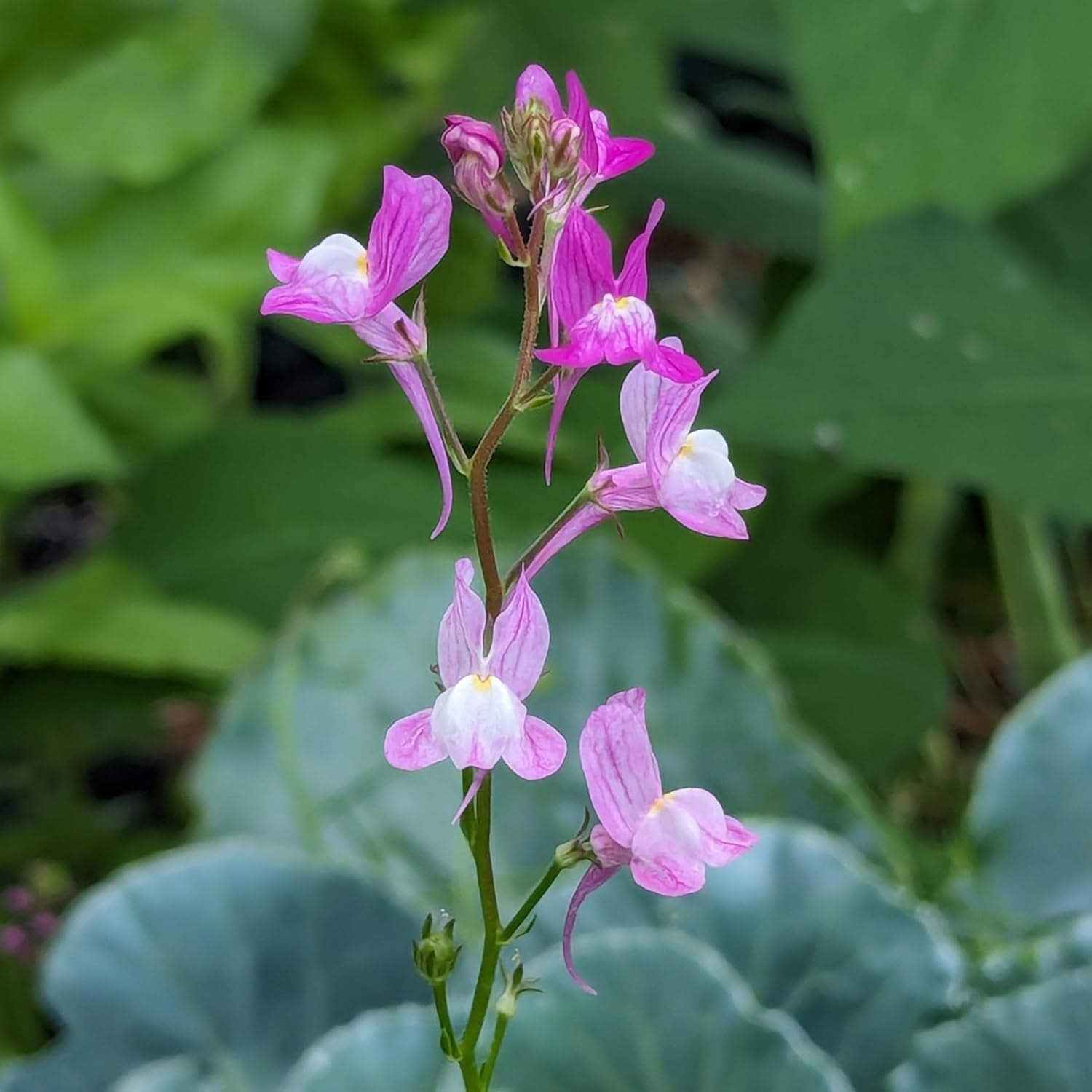 Marokkanischer Flachs (Linaria maroccana) ca. 2000 Samen der einjährigen Sommerblume, langblühende Schnittblume