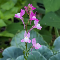 Marokkanischer Flachs (Linaria maroccana) ca. 2000 Samen der einjährigen Sommerblume, langblühende Schnittblume