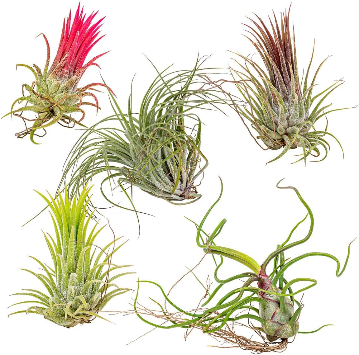 Bloomique - 5Er Mix - Tillandsia - Tillandsien - Luftpflanzen Echt - Sehr Pflegeleicht - Höhe 5-15 Cm